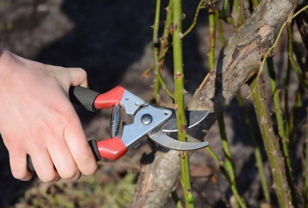 Весняна обрізка