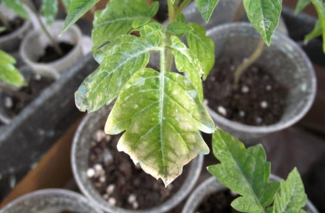 розсада помідорів