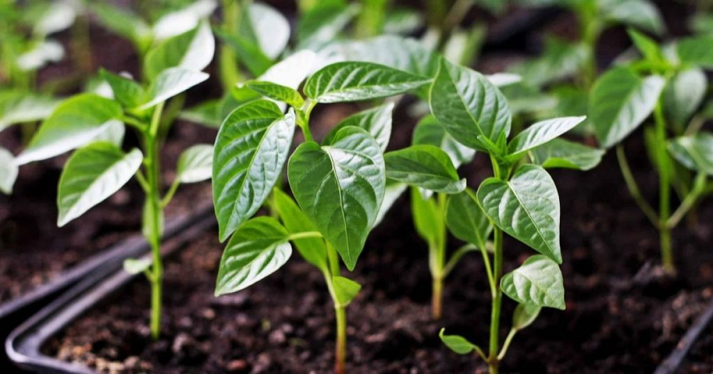 Розсада перцю