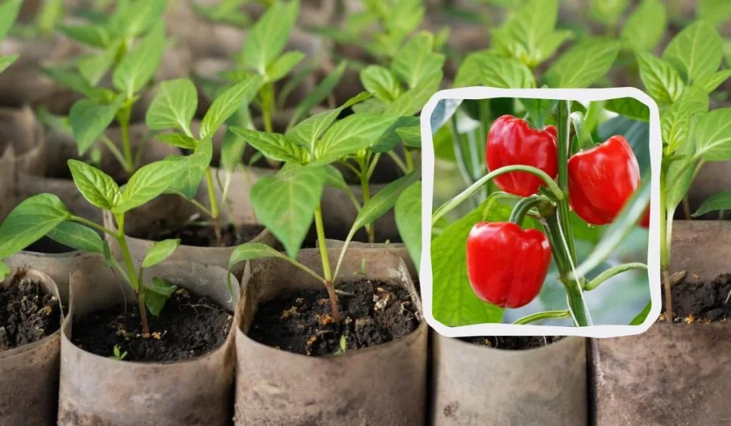 Розсада перцю