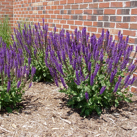 Шавлія дібровна