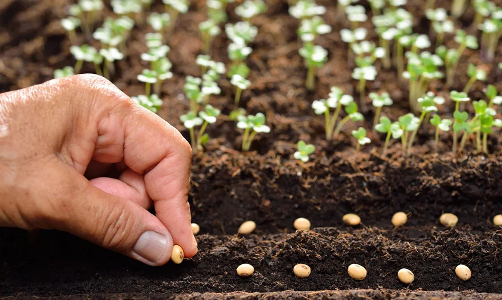 Що посіяти у квітні