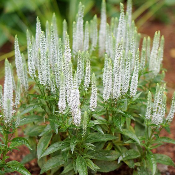 Вероніка колосова