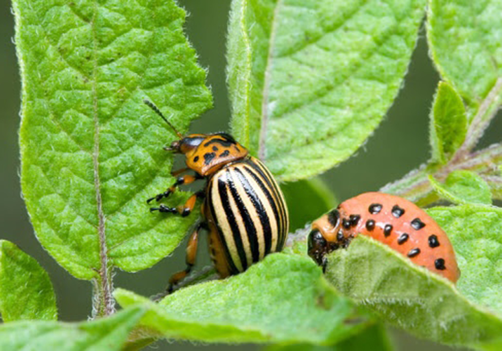Колорадський жук небезпечний