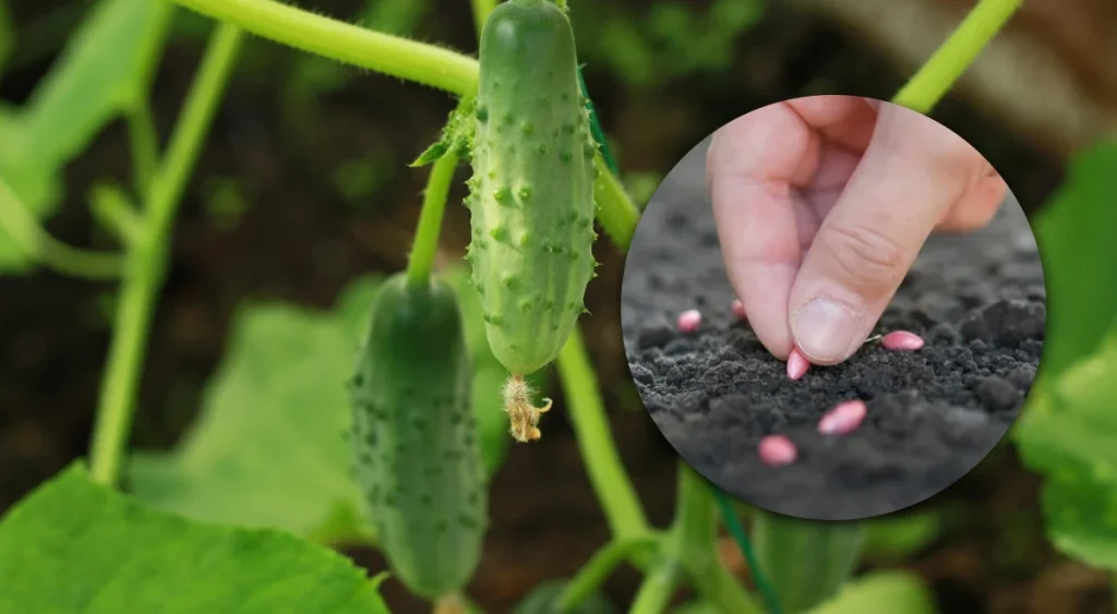 Огірки, які плодоносять все літо