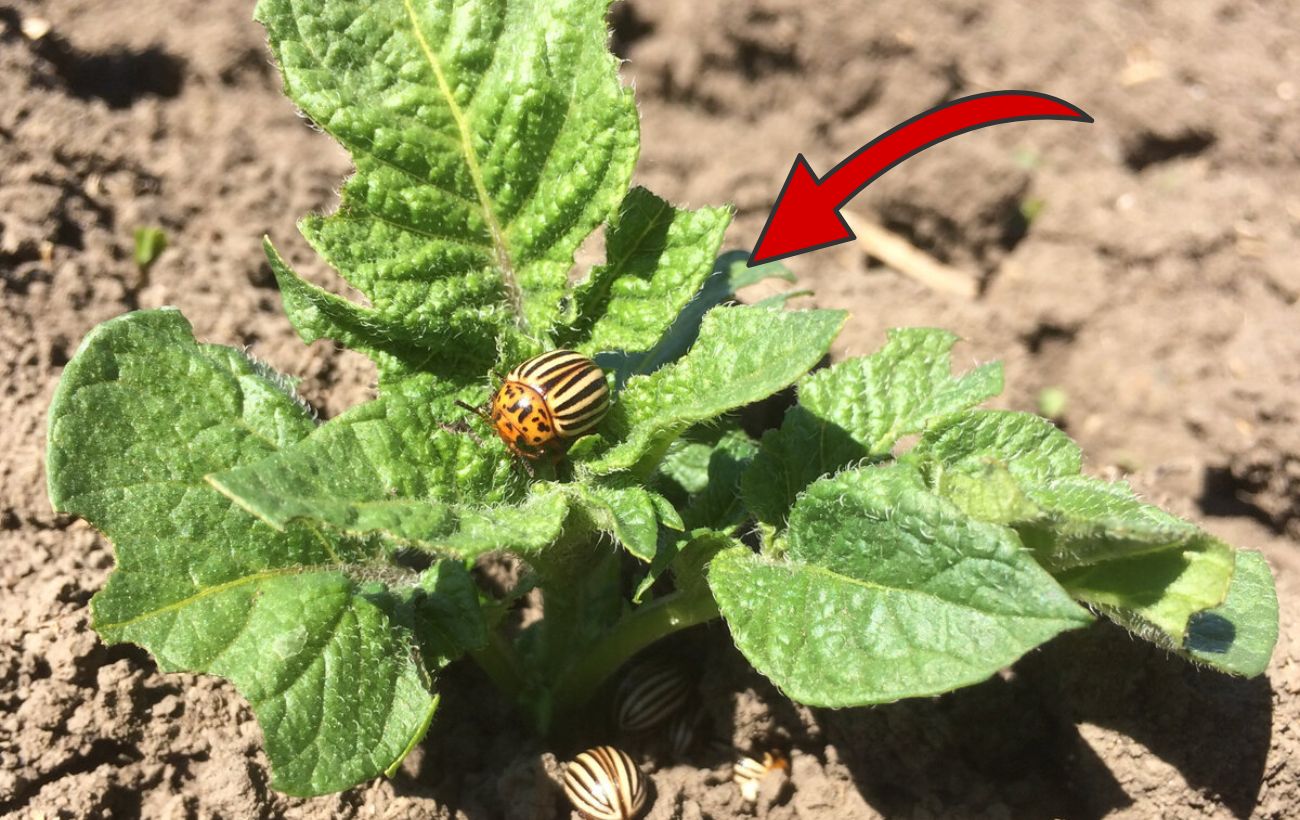 Колорадський жук