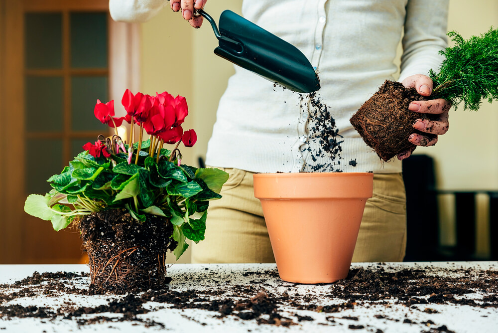 Пересаджування кімнатних рослин