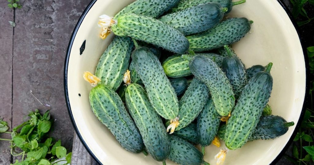 Сорти та гібриди огірків з тривалим плодоношенням