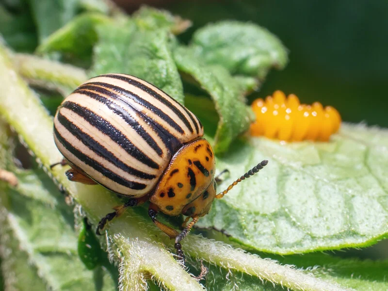 Колорадський жук: методи боротьби