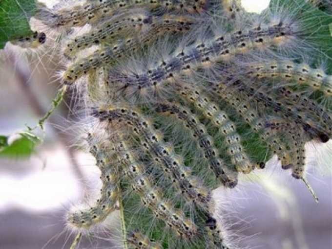 Гусінь американського білого метелика