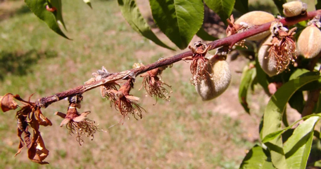 Захист саду від моніліозу