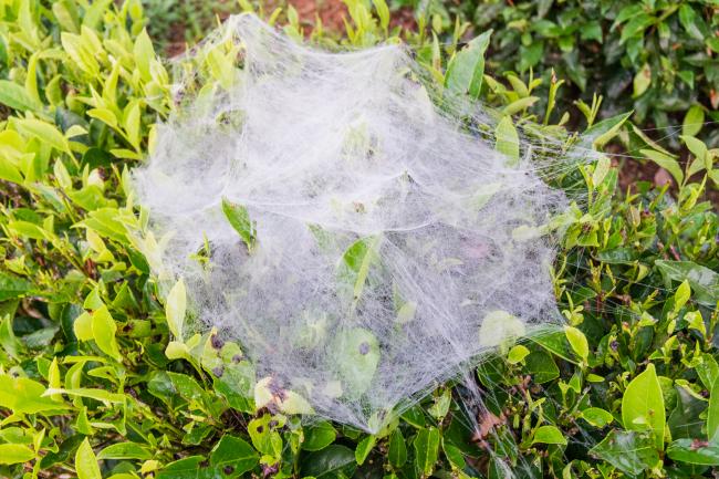 Американський білий метелик