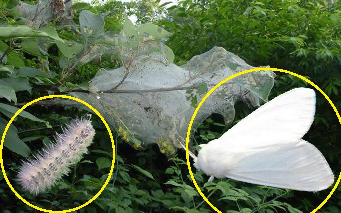 Американський білий метелик