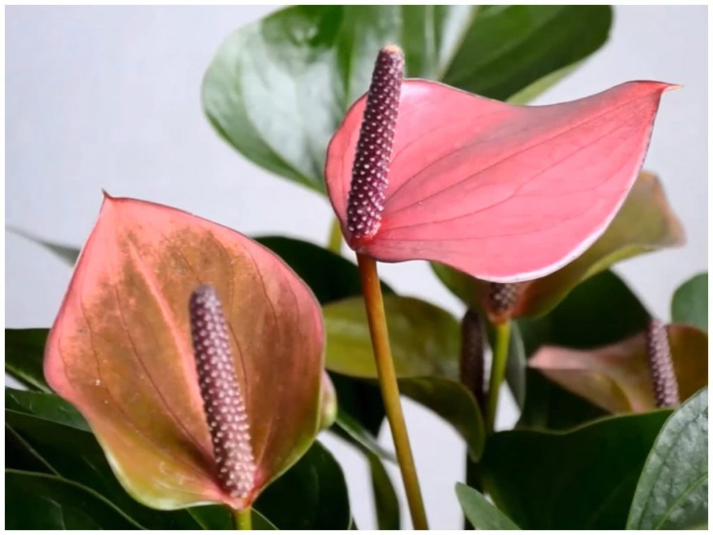 Догляд за антуріумом