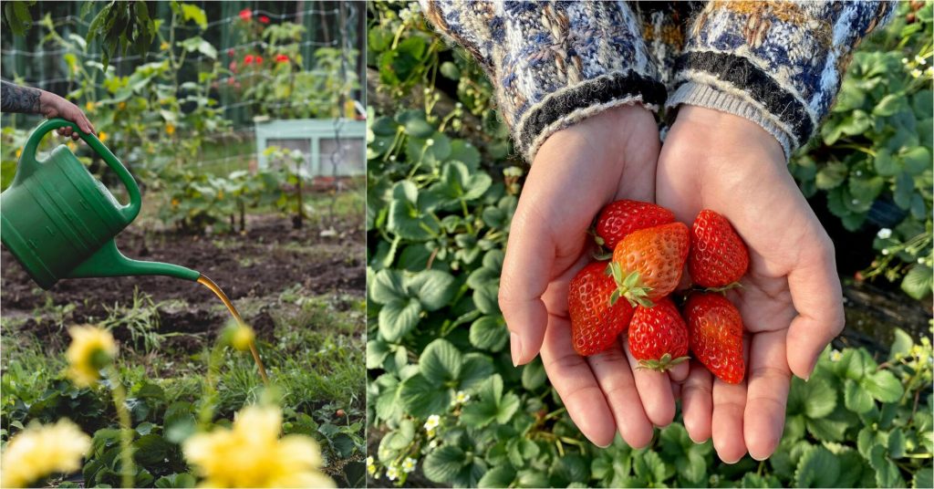 Добриво для полуниці