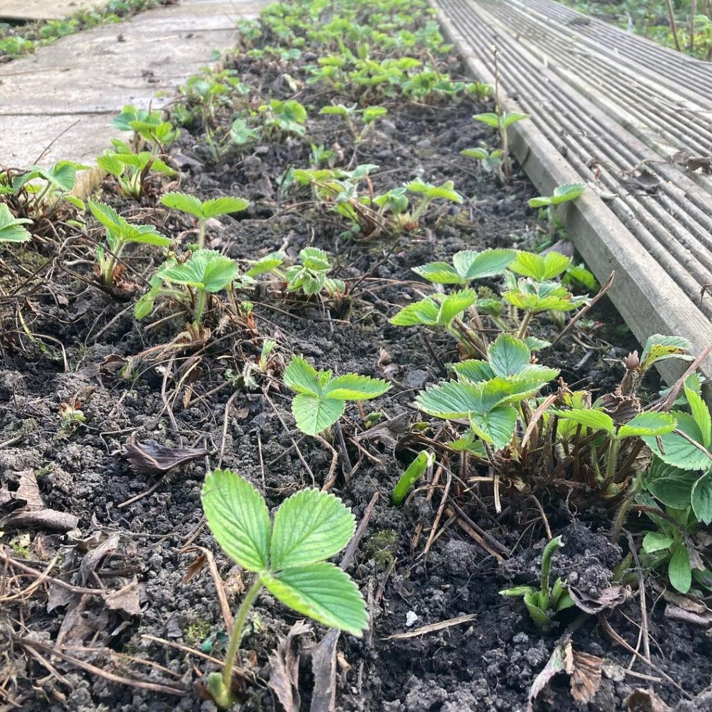 Догляд за полуницею