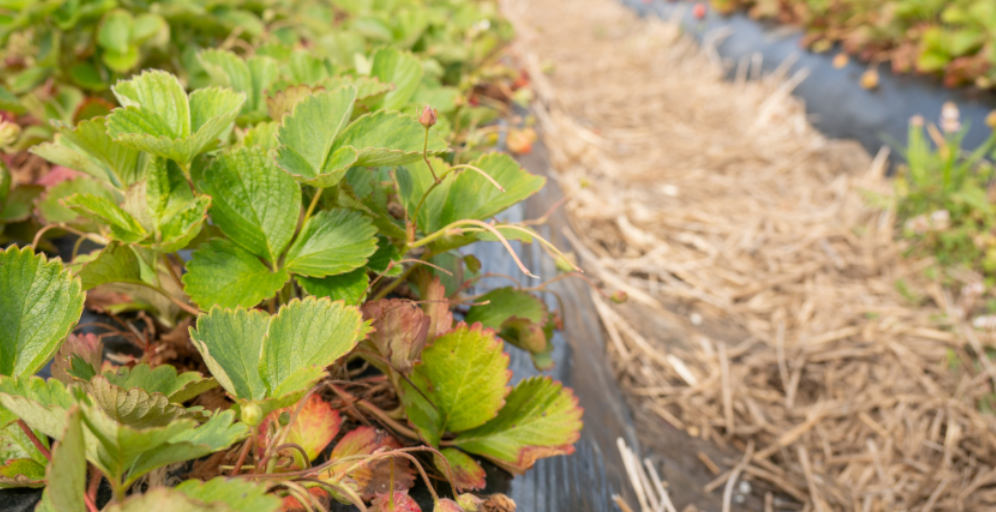 Мульчування полуниці