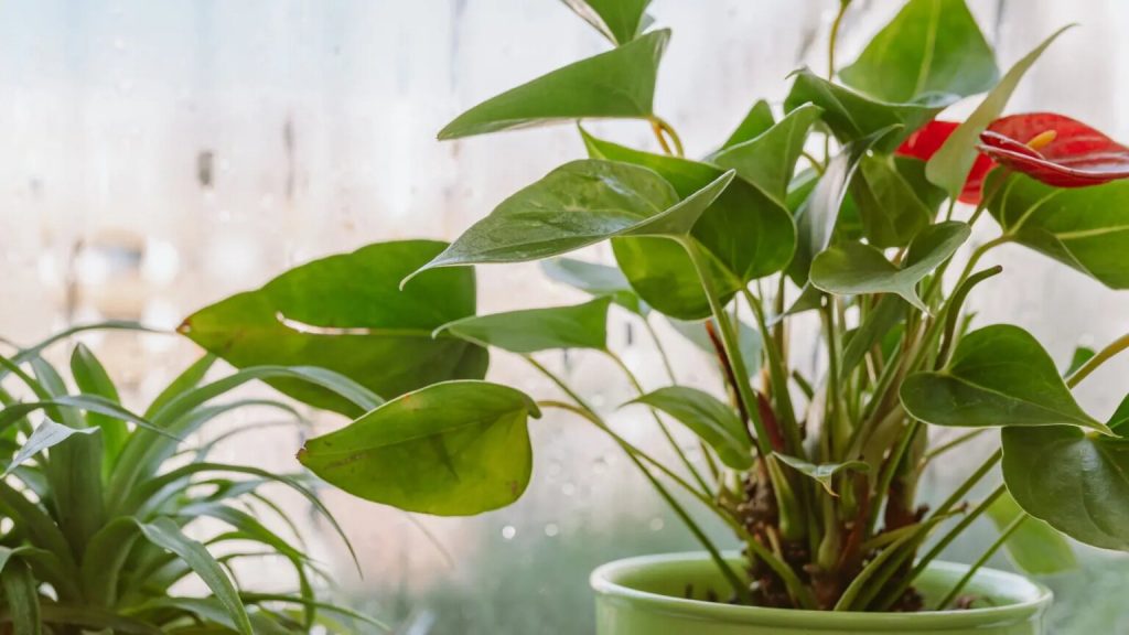 Догляд за антуріумом