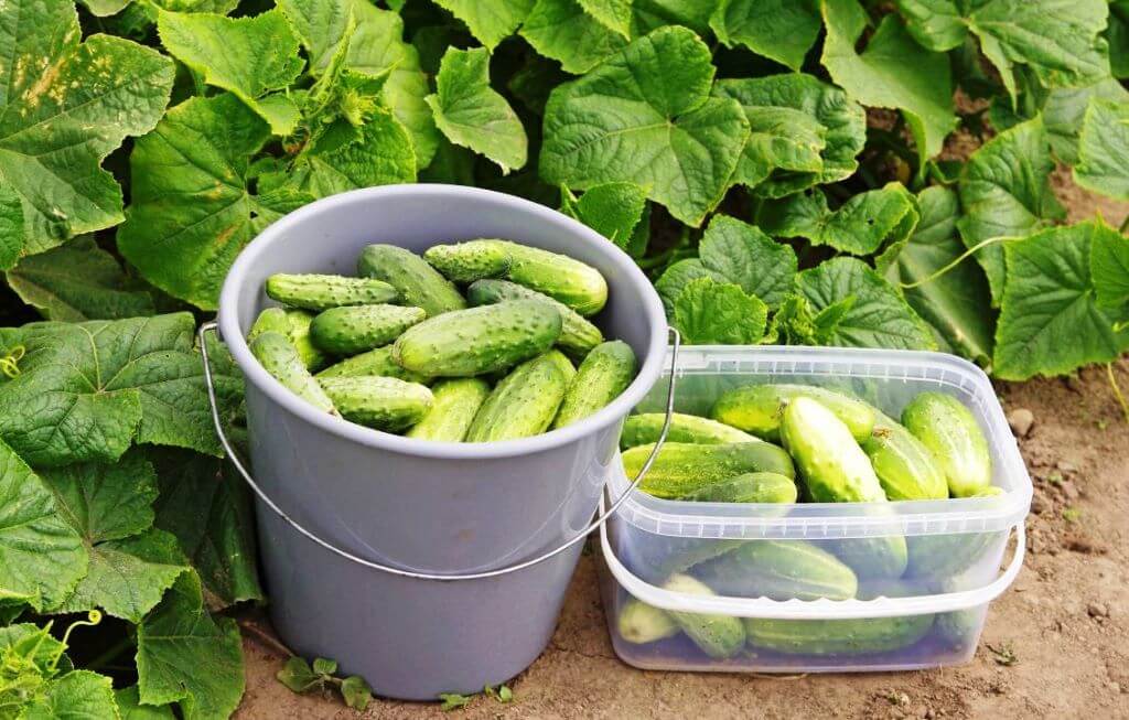 Сорти та гібриди огірків з тривалим плодоношенням