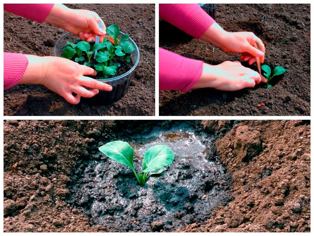 підготувати ґрунт для висадки розсади