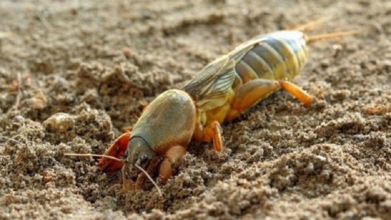 капустянка