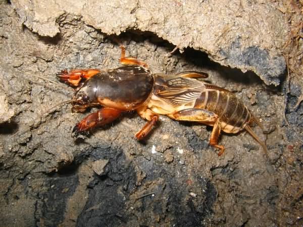 Капустянка, ведмедка