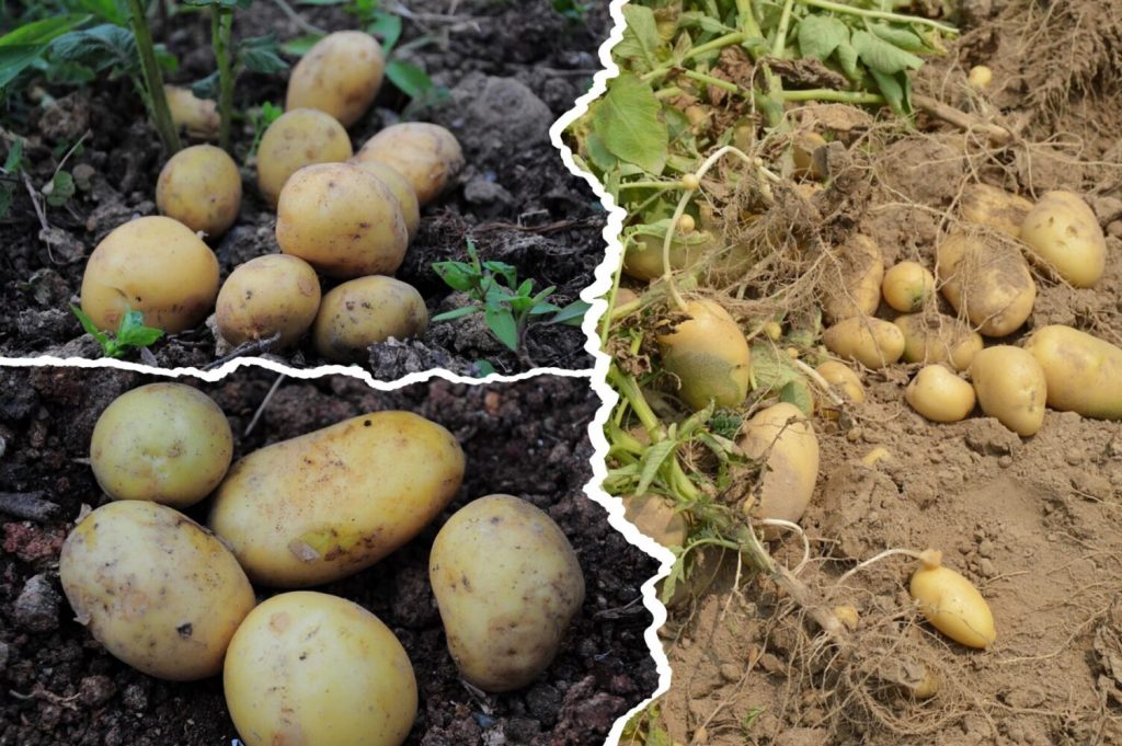 Картопля на піщаному грунті