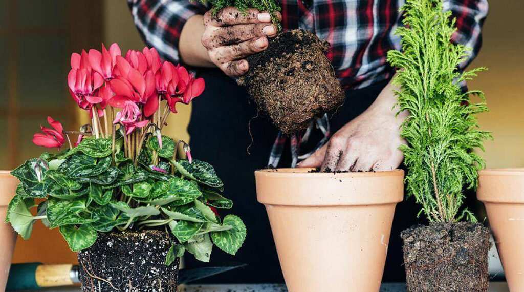 Пересаджування кімнатних рослин