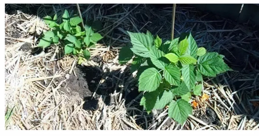 Догляд за малиною