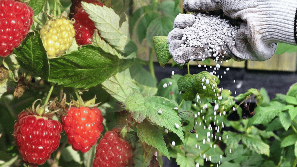 Добрива для малини