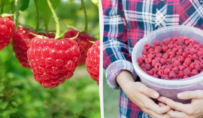 Догляд за малиною