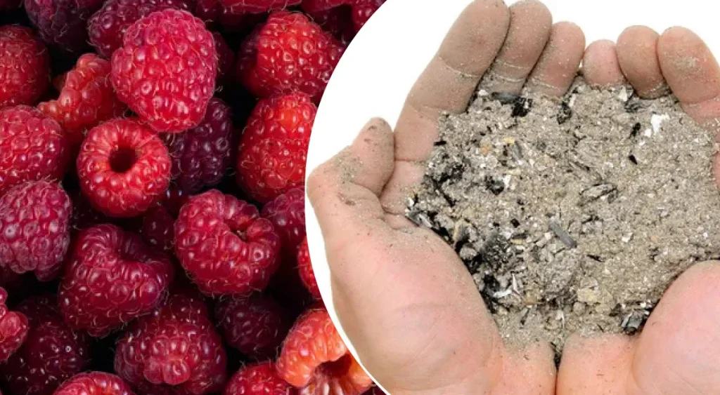 Попіл для підживлення малини