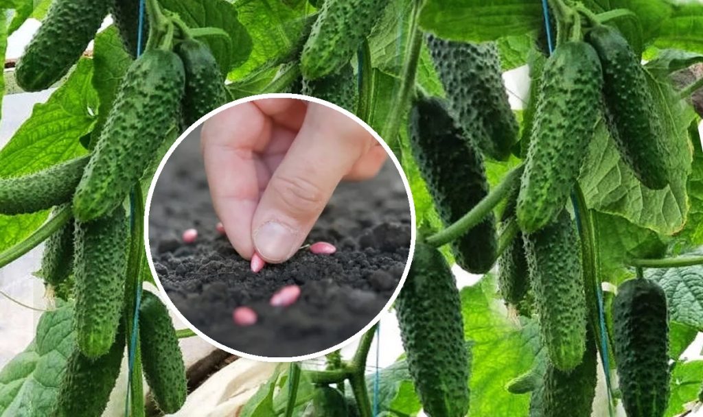 Огірки, які плодоносять все літо