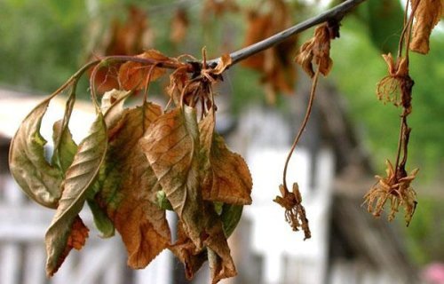 Поширення моніліозу