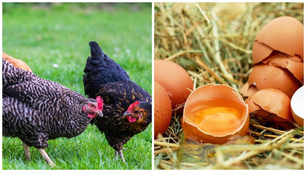 жовток яйця