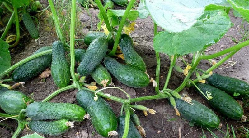 Сорти та гібриди огірків з тривалим плодоношенням