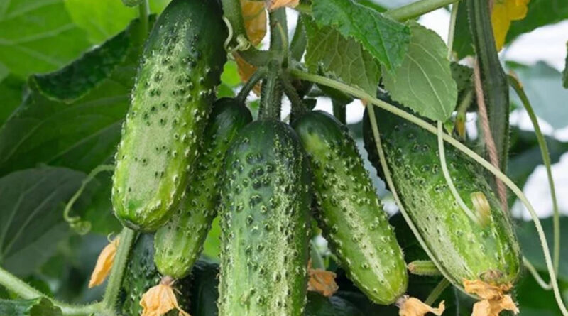 Найкращі сорти та гібриди огірків