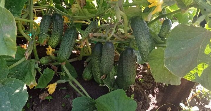Сорти та гібриди огірків з тривалим плодоношенням