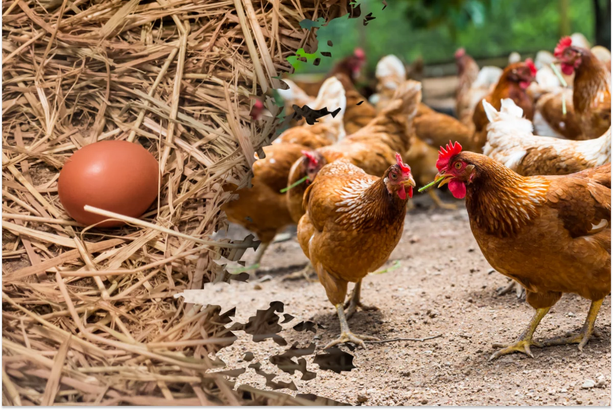 яйце і курка