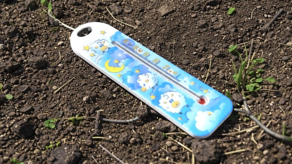 Оптимальна температура для висаджування розсади