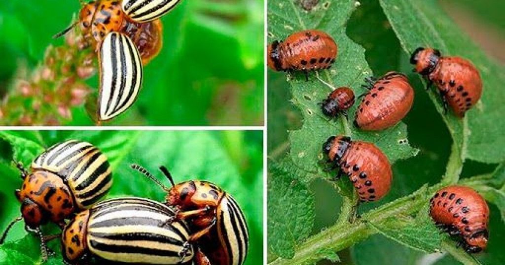 Колорадський жук: методи боротьби