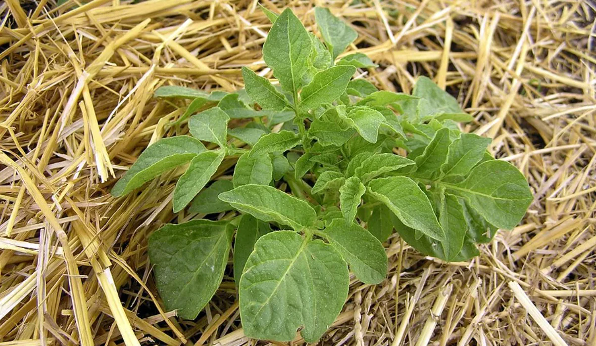 вирощування картоплі під соломою