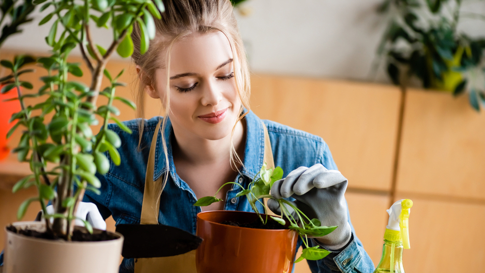Пересаджування вазонів