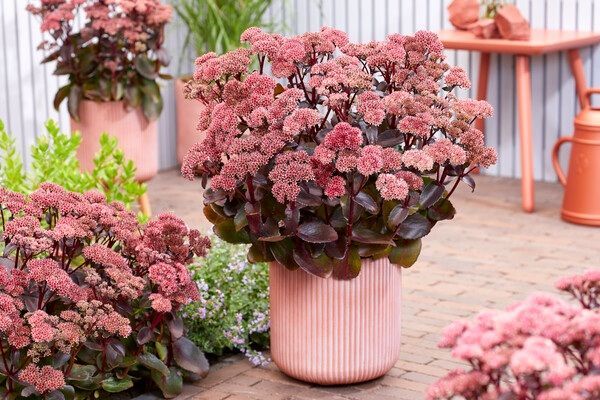 Очиток «Black Knight» (Sedum ‘Black Knight’)
