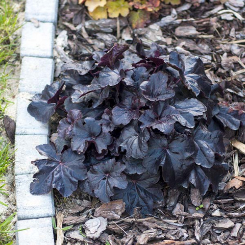 «Black Sea» (Heuchera ‘Black Sea’)