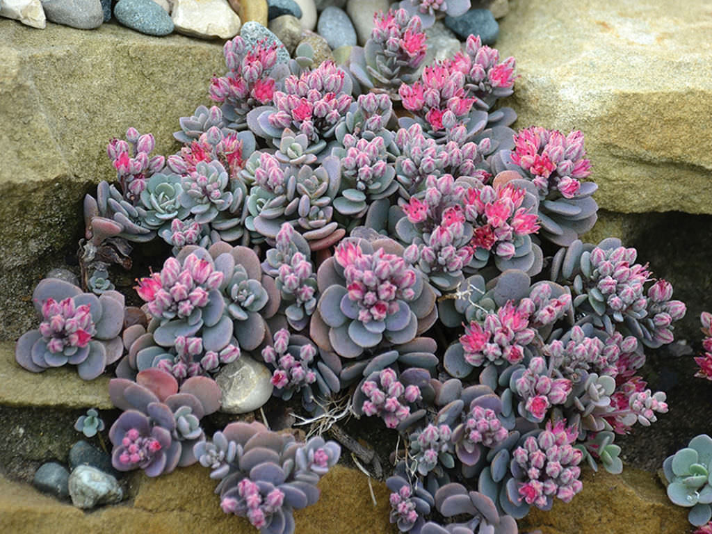«Blue Elf» (Sedum × Orostachys ‘Blue Elf’)