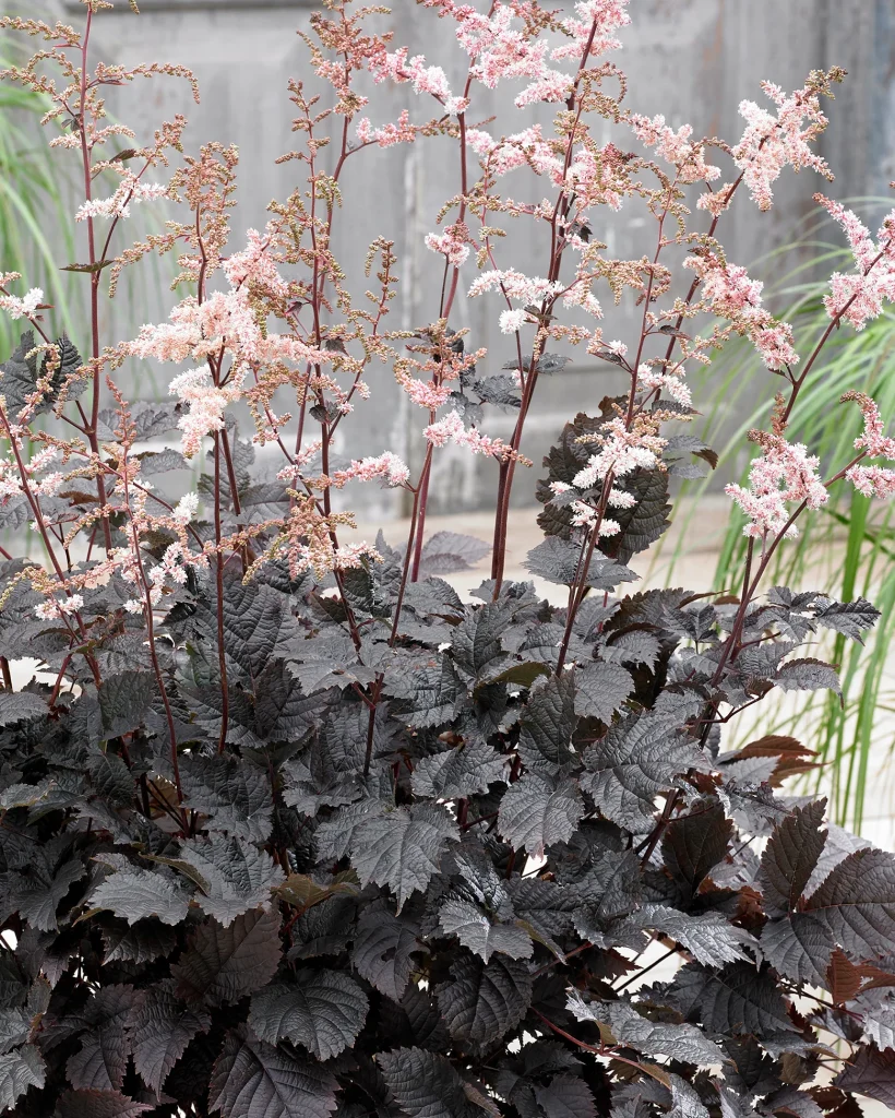 Астильба «Chocolate Shogun» (Astilbe ‘Chocolate Shogun’)
