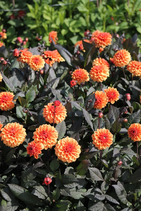 Жоржини «Ellen Houston» (Dahlia ‘Ellen Houston’)