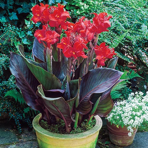 Канна Futurity Red» (Canna ‘Futurity Red’)