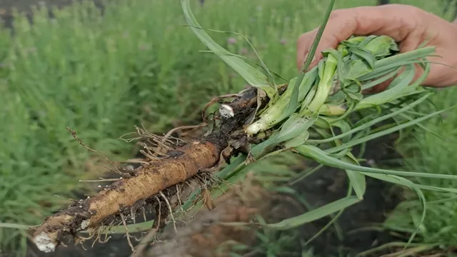 Вівсяний корінь